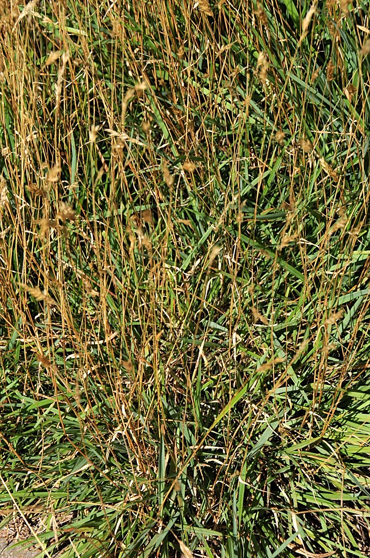2016-7-25canadaherb 3339_01.JPG