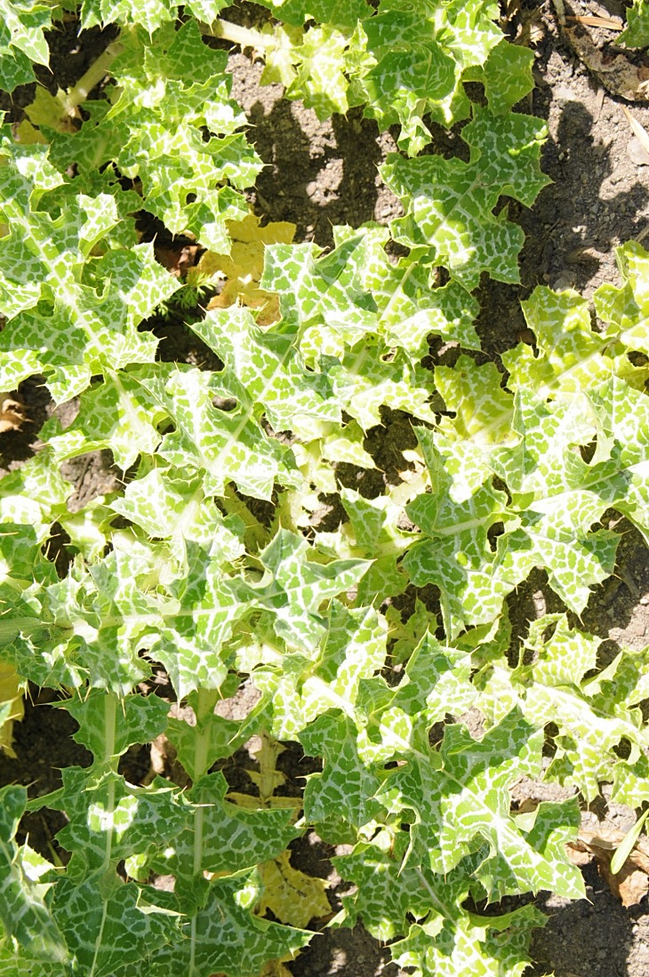 2016-7-25canadaherb 3777_01.JPG