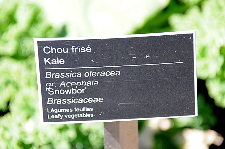 2016-7-25canadaherb 3227_01.JPG
