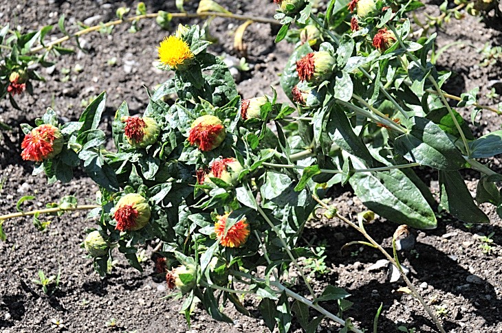 2016-7-25canadaherb 3570_01.JPG