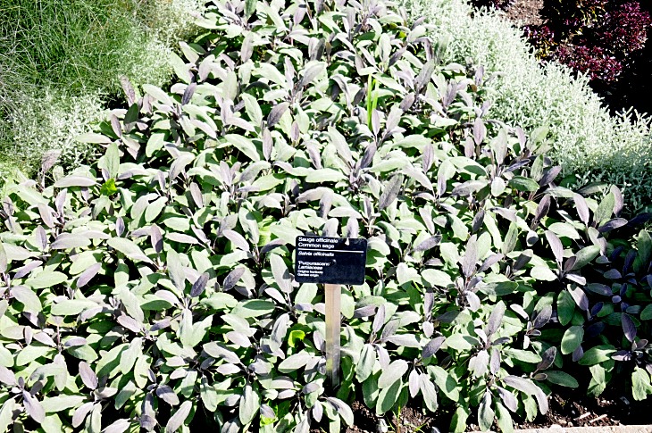 2016-7-25canadaherb 3067_01.JPG