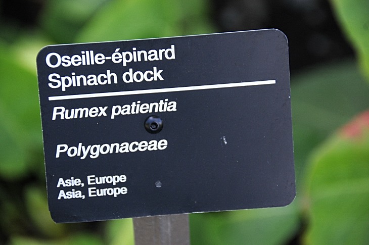 2016-7-25canadaherb 3449_01.JPG