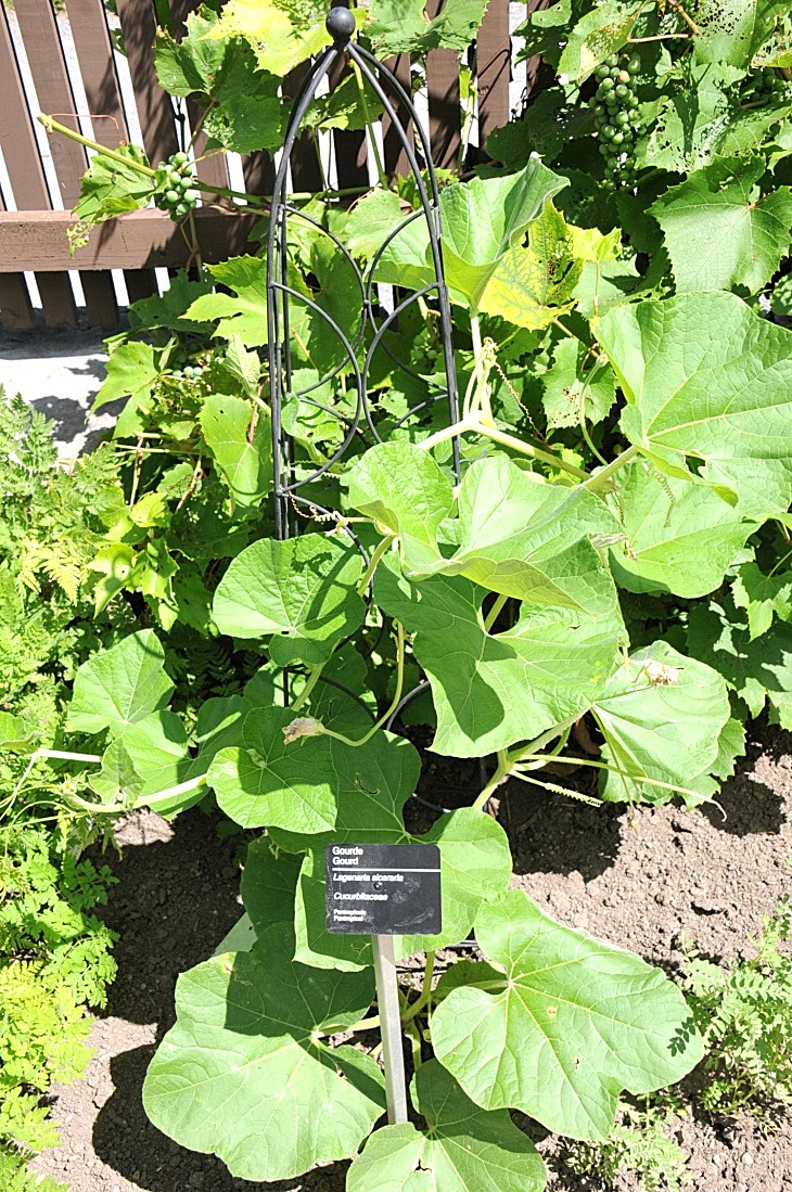 2016-7-25canadaherb 3976_01.JPG