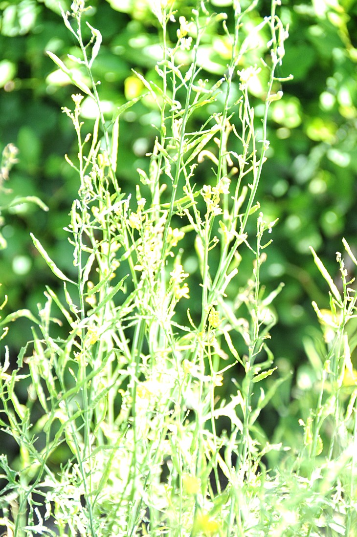 2016-7-25canadaherb 3077_01.JPG
