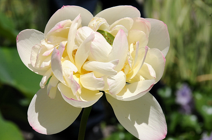 2016-7-25canadaherb 4235_01.JPG