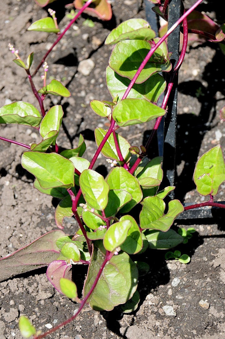 2016-7-25canadaherb 3406_01.JPG