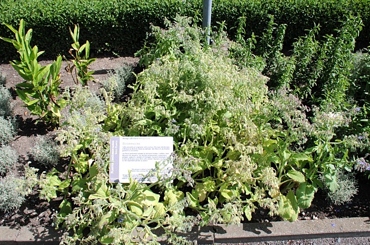 2016-7-25canadaherb 3091_01.JPG