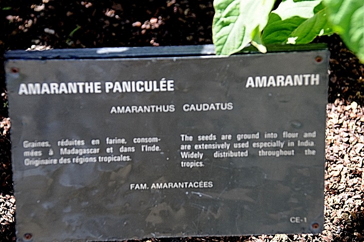 2016-7-25canadaherb 3708_01.JPG