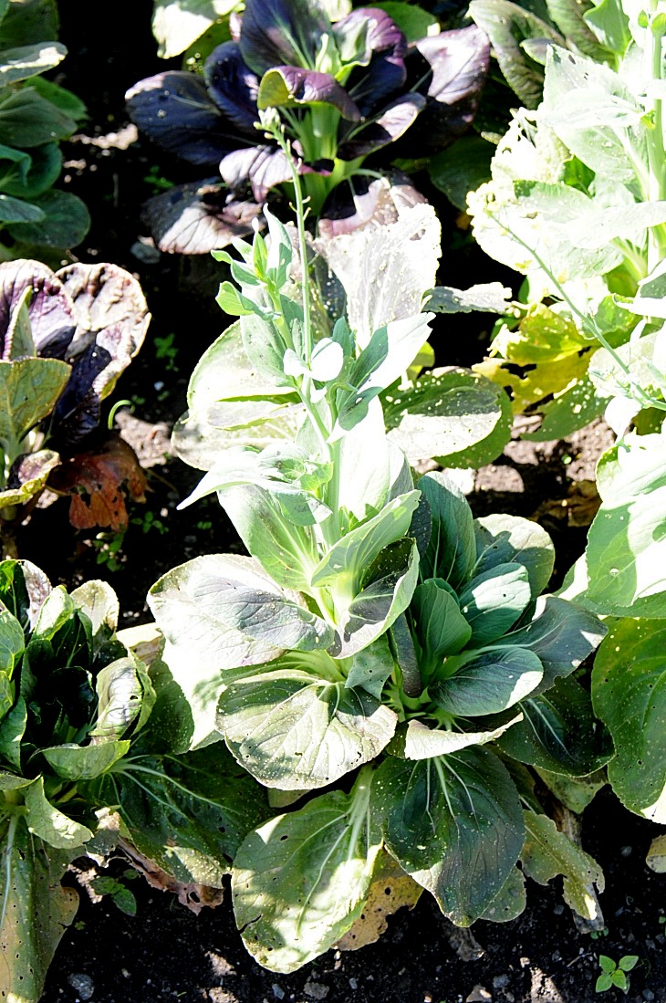 2016-7-25canadaherb 3302_01.JPG