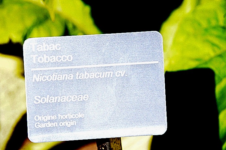 2016-7-25canadaherb 4082_01.JPG