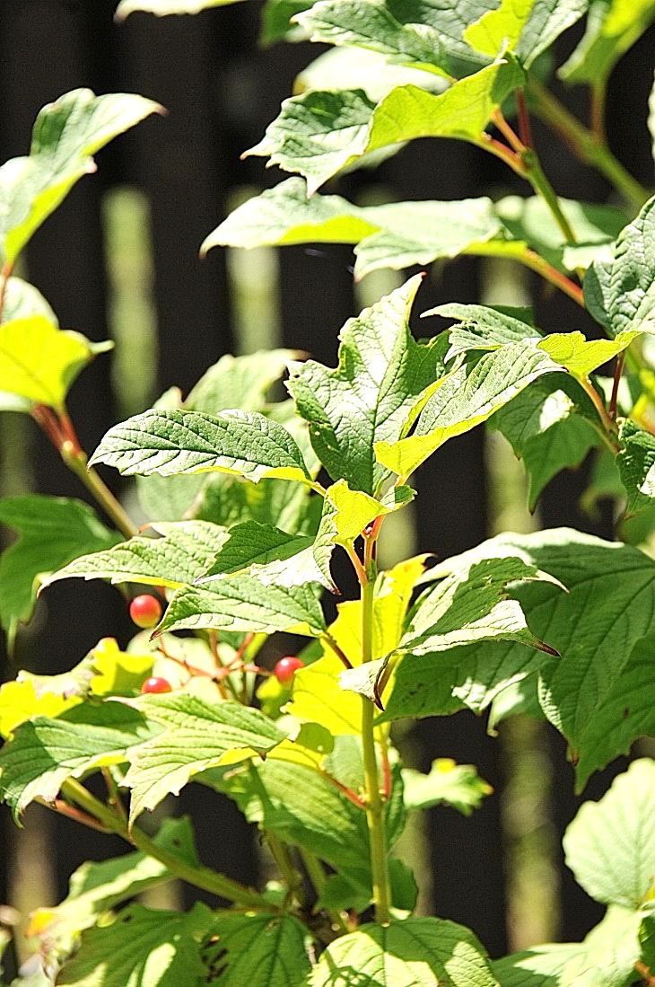 2016-7-25canadaherb 3908_01.JPG