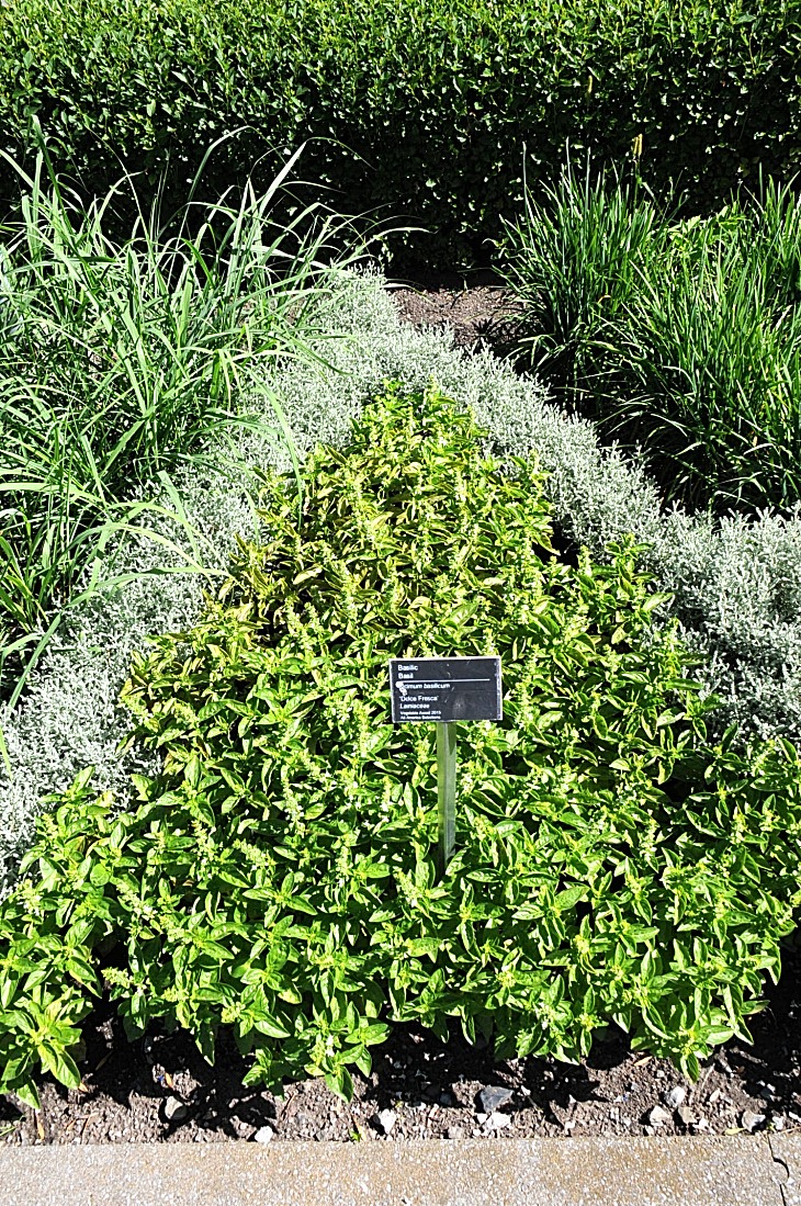 2016-7-25canadaherb 3110_01.JPG
