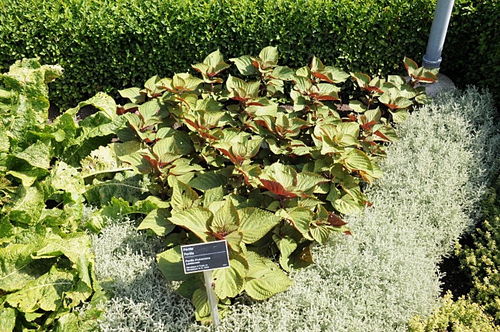 2016-7-25canadaherb 3061_01.JPG