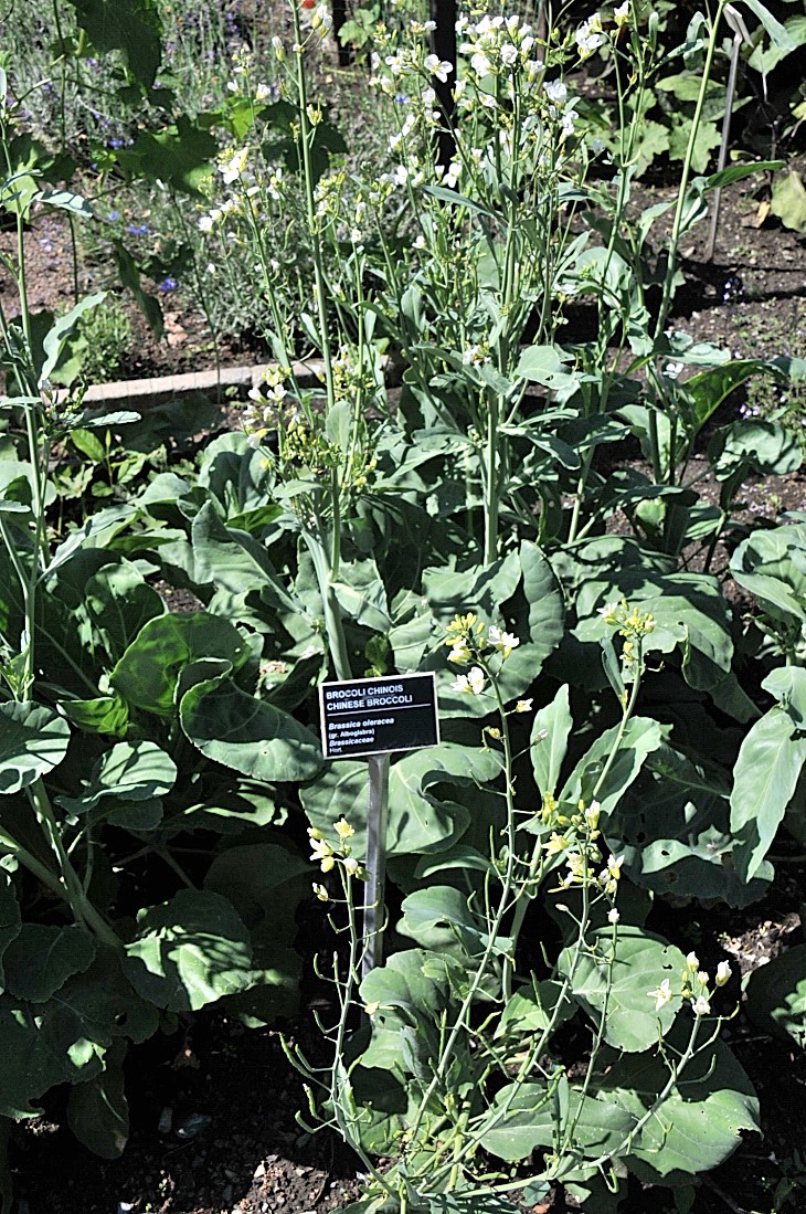 2016-7-25canadaherb 3309_01.JPG