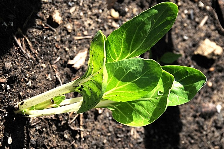2016-7-25canadaherb 3234_01.JPG