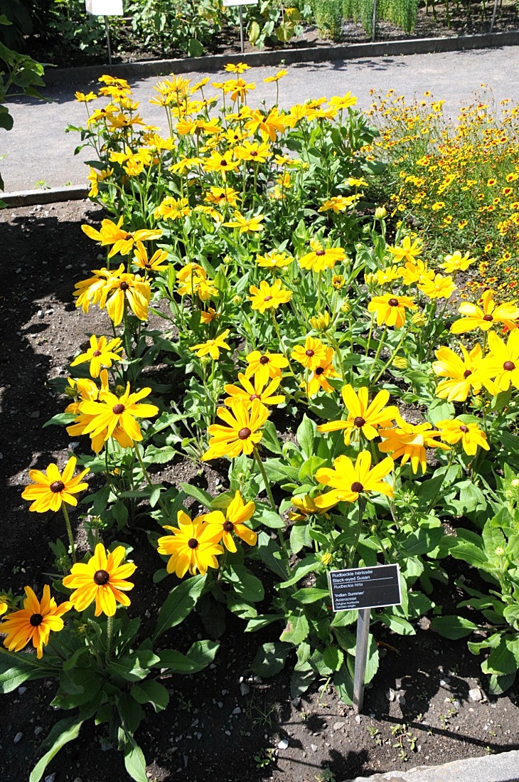 2016-7-25canadaherb 3561_01.JPG