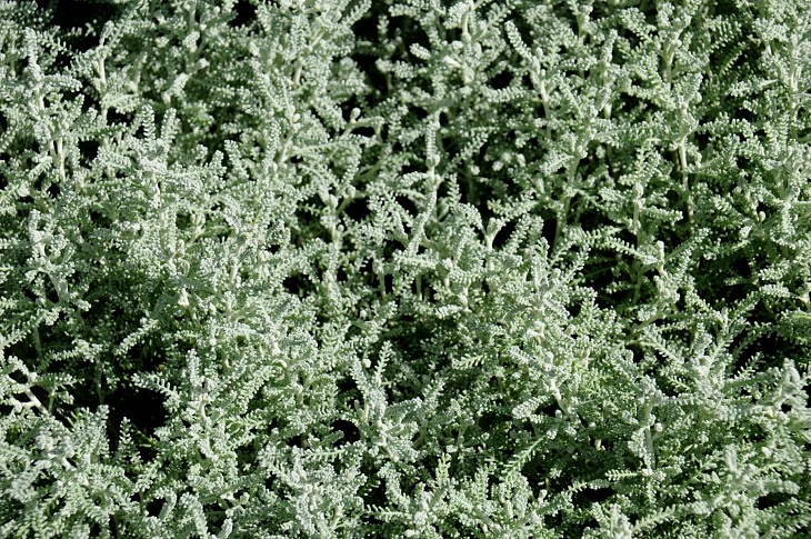 2016-7-25canadaherb 3173_01.JPG