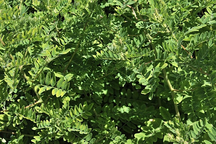 2016-7-25canadaherb 3849_01.JPG