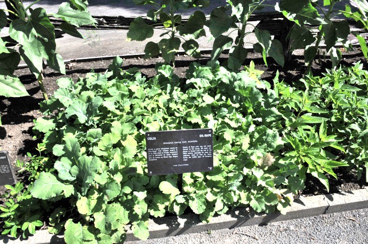 2016-7-25canadaherb 3284_01.JPG