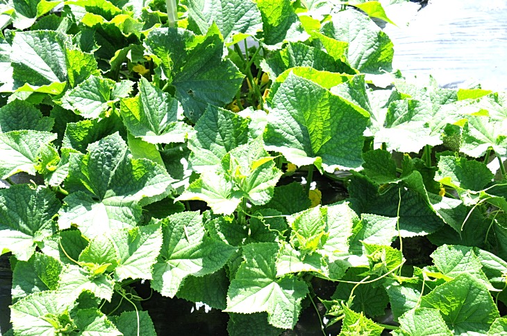 2016-7-25canadaherb 3197_01.JPG