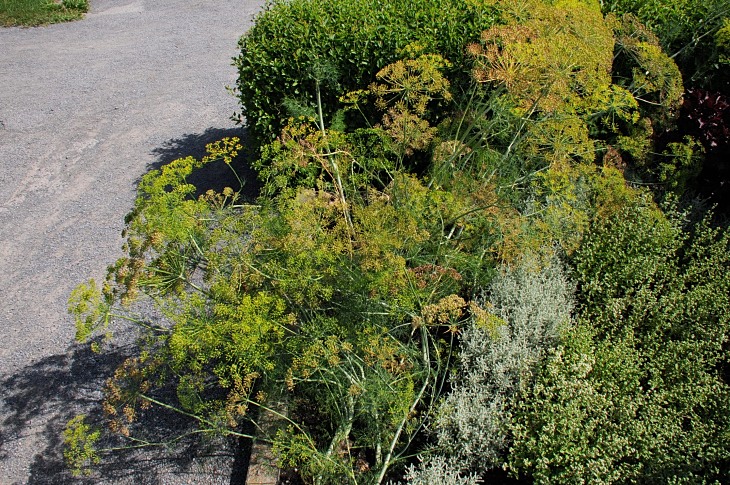 2016-7-25canadaherb 3055_01.JPG