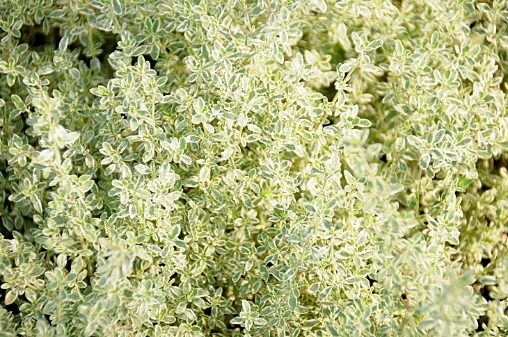 2016-7-25canadaherb 3161_01.JPG