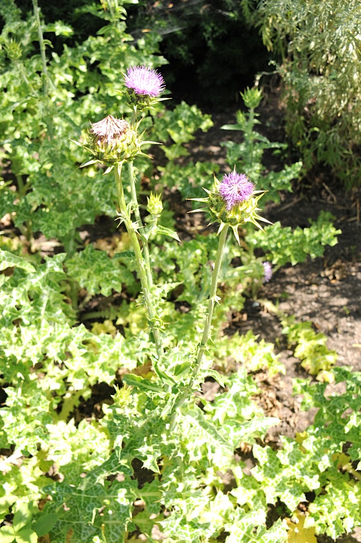 2016-7-25canadaherb 3776_01.JPG