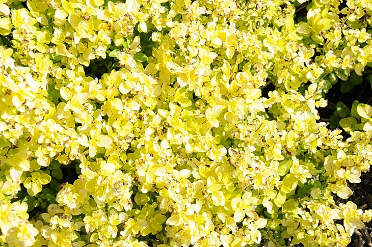 2016-7-25canadaherb 3047_01.JPG