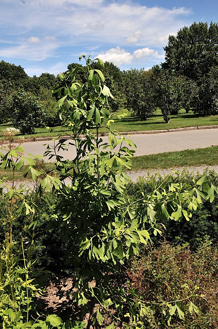 2016-7-25canadaherb 3794_01.JPG