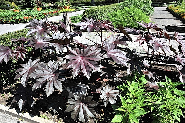 2016-7-25canadaherb 3269_01.JPG