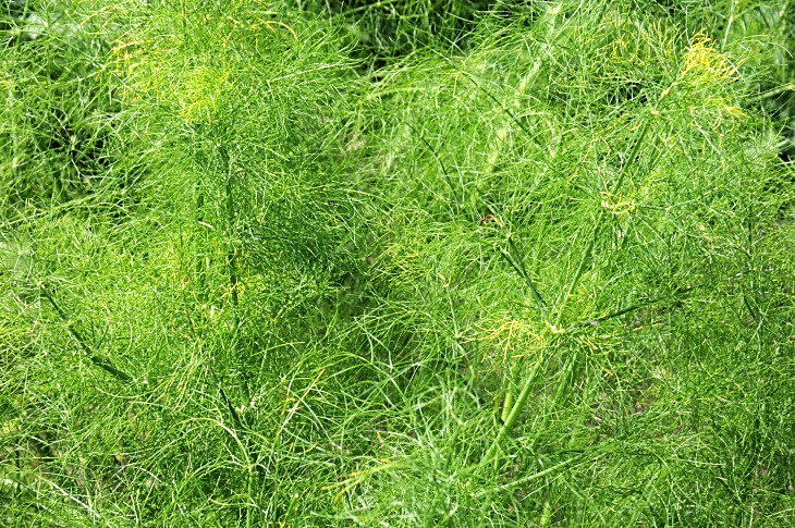 2016-7-25canadaherb 3700_01.JPG