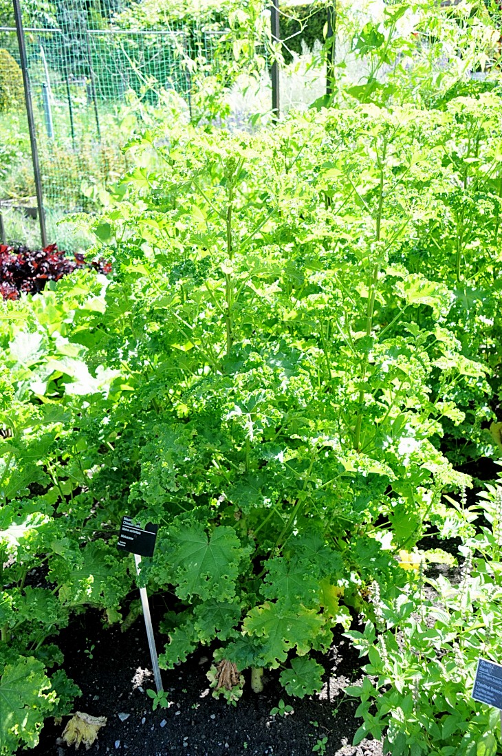 2016-7-25canadaherb 3326_01.JPG