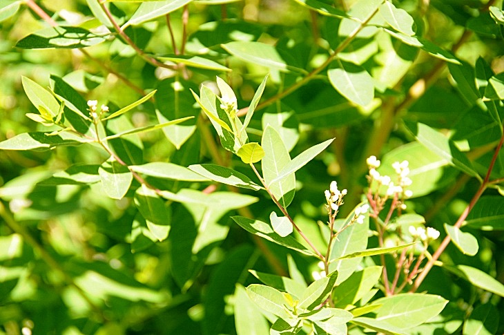 2016-7-25canadaherb 3632_01.JPG