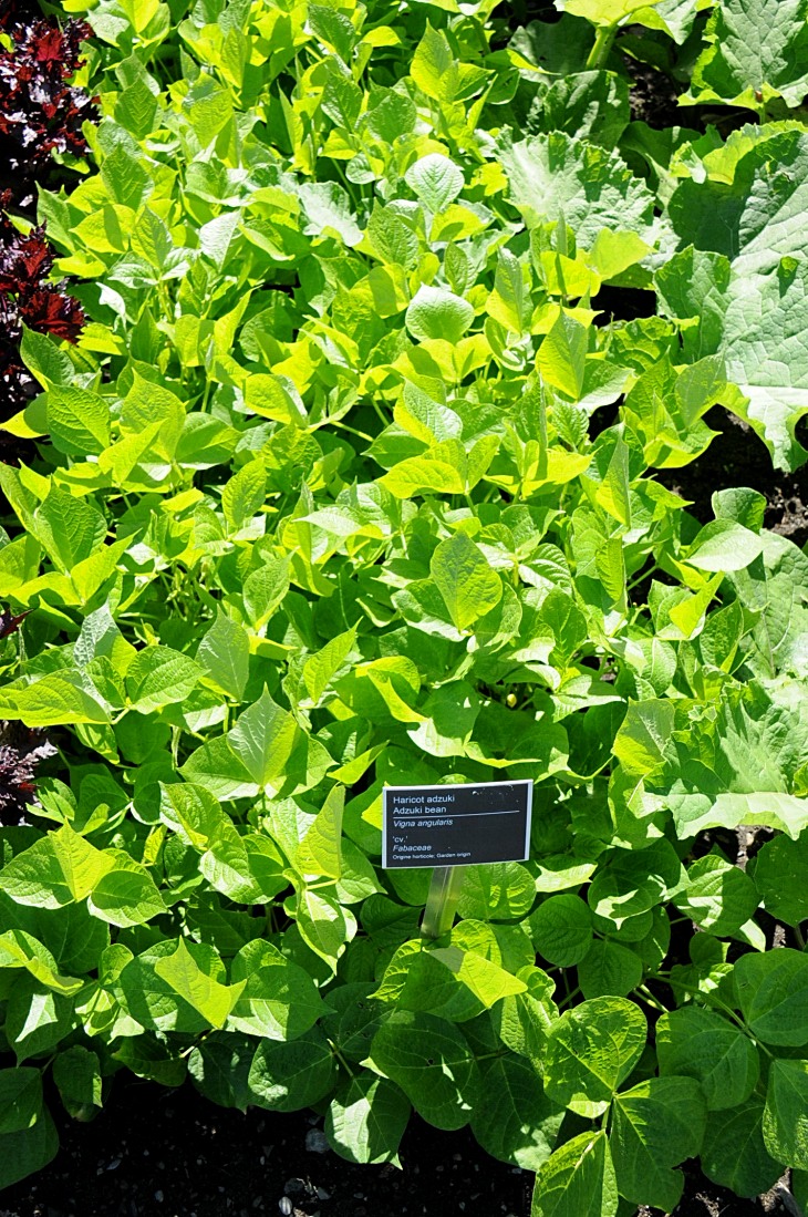 2016-7-25canadaherb 3321_01.JPG