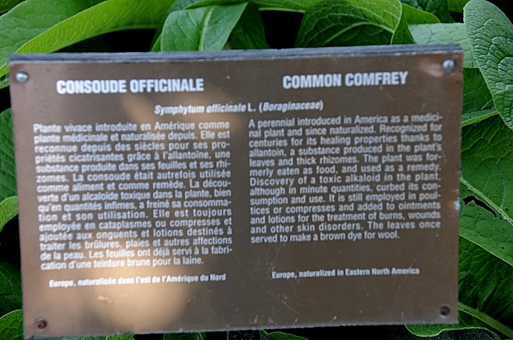 2016-7-25canadaherb 3395_01.JPG
