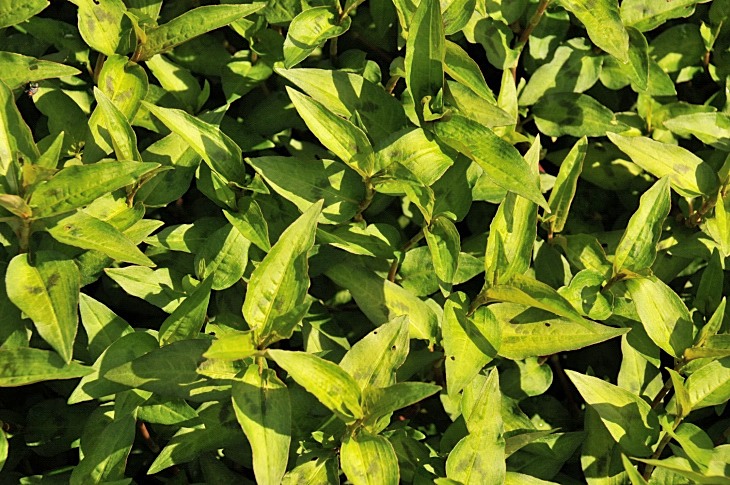 2016-7-25canadaherb 3030_01.JPG