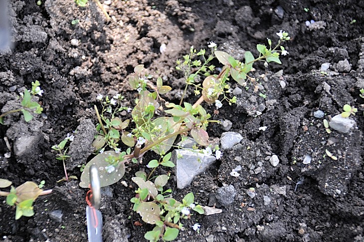 2016-7-25canadaherb 3434_01.JPG