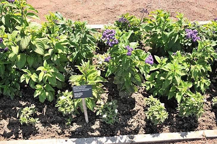 2016-7-25canadaherb 3388_01.JPG