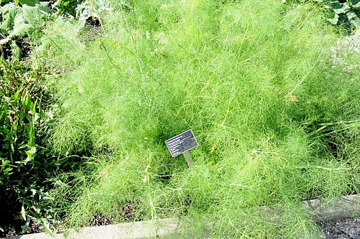 2016-7-25canadaherb 2952_01.JPG