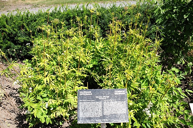 2016-7-25canadaherb 3791_01.JPG