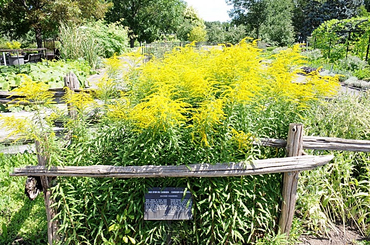 2016-7-25canadaherb 3552_01.JPG