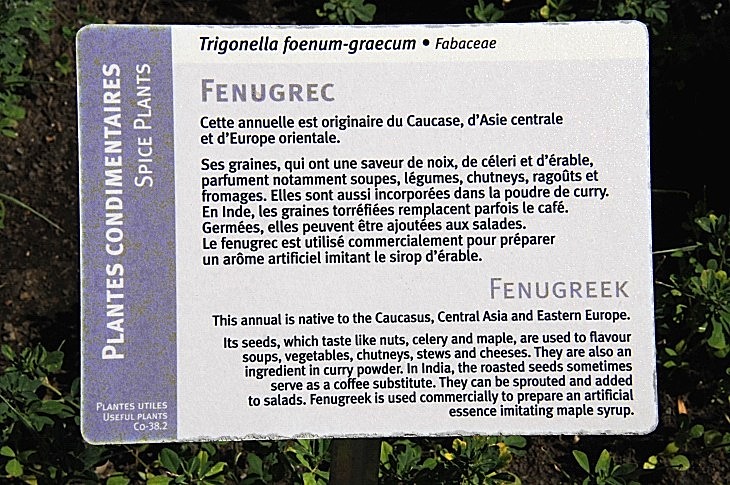 2016-7-25canadaherb 3174_01.JPG