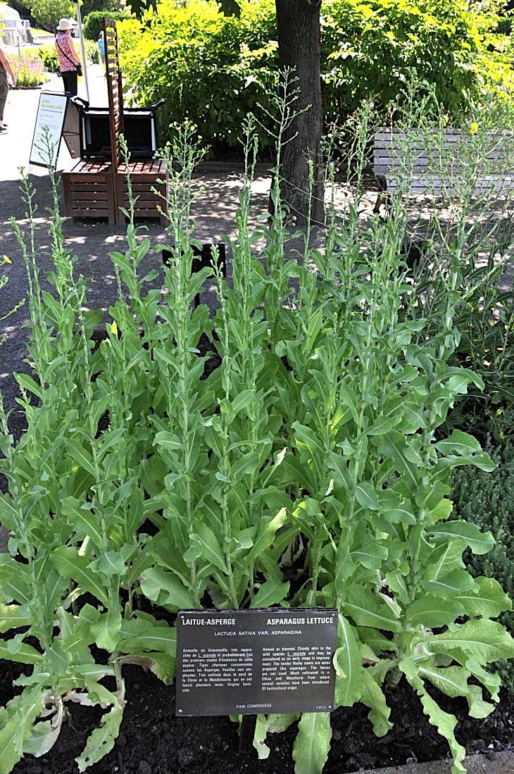 2016-7-25canadaherb 3424_01.JPG