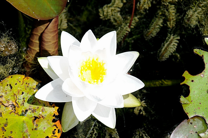 2016-7-25canadaherb 4242_01.JPG