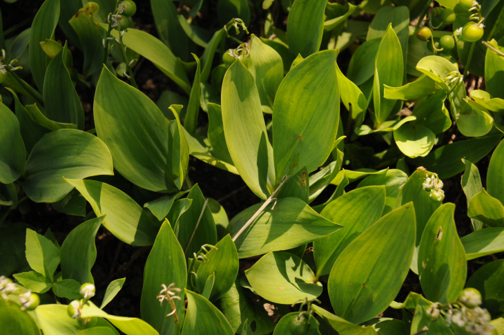 2016-7-25canadaherb 4045_01.JPG