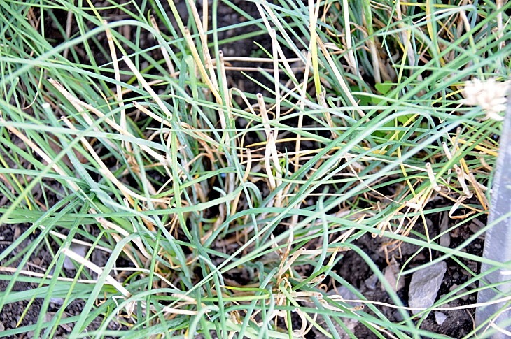 2016-7-25canadaherb 3147_01.JPG
