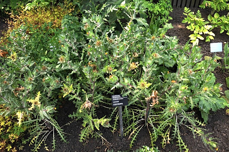 2016-7-25canadaherb 3929_01.JPG