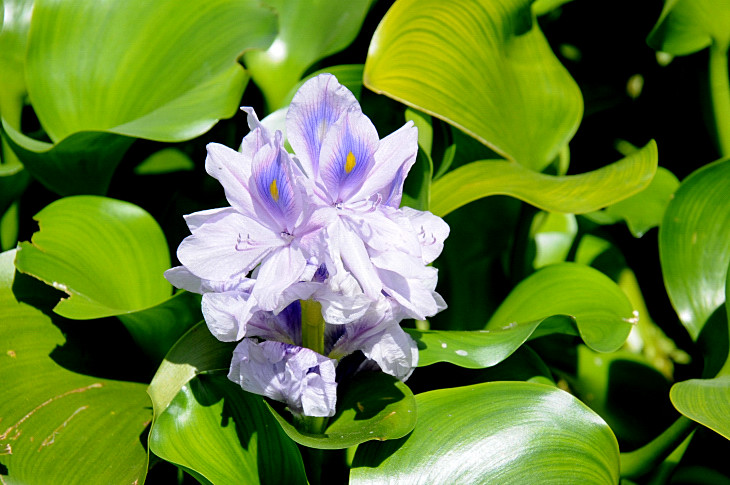 2016-7-25canadaherb 4226_01.JPG