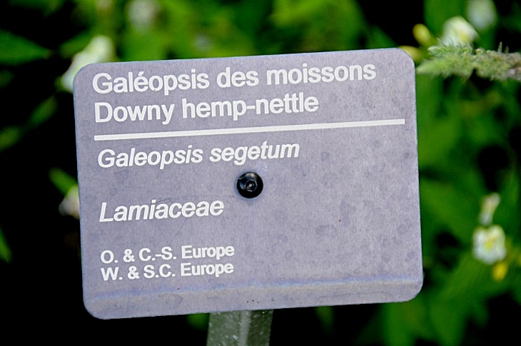 2016-7-25canadaherb 3946_01.JPG