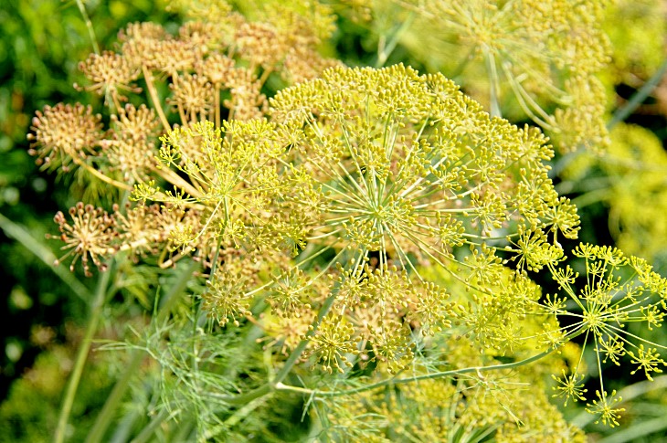2016-7-25canadaherb 3056_01.JPG